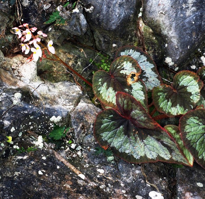 B. pengchingii